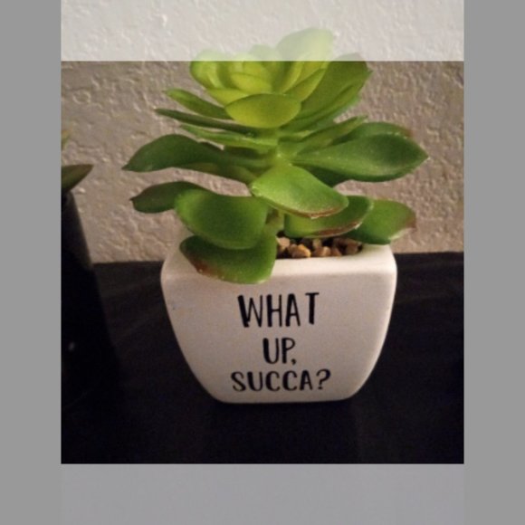 3 Pc Succulents bundle Set - Picture 2 of 4